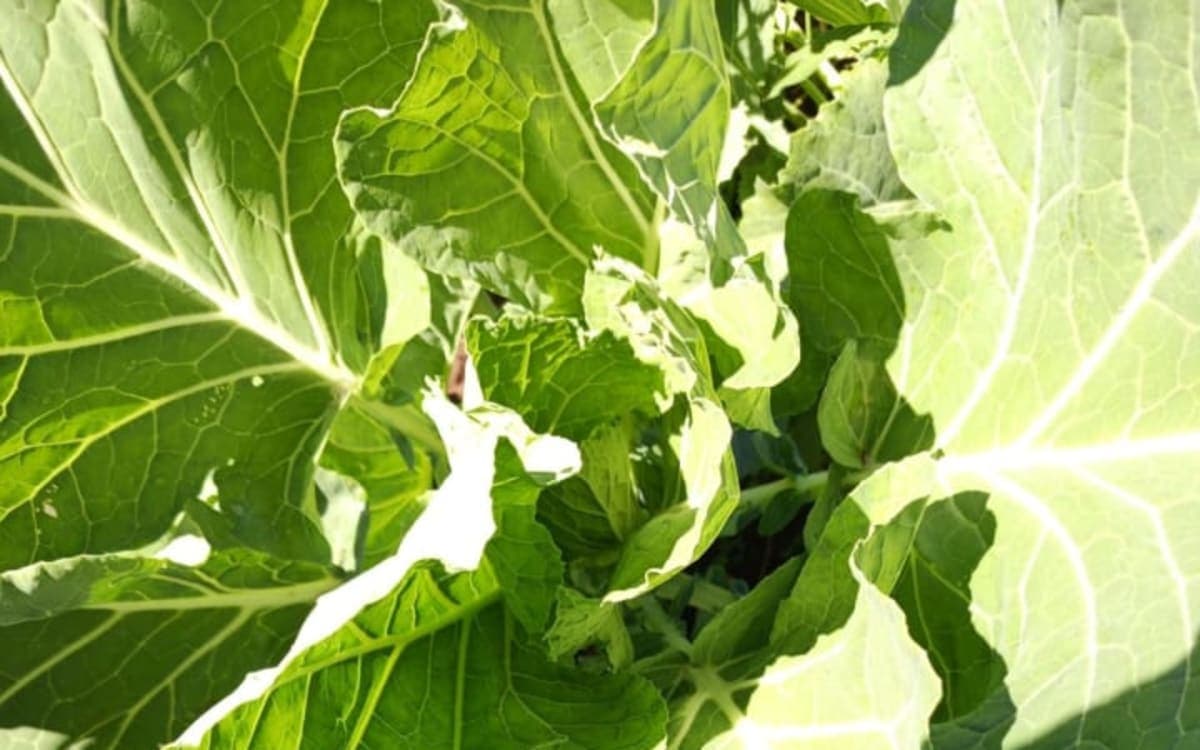 Fresh sukuma wiki