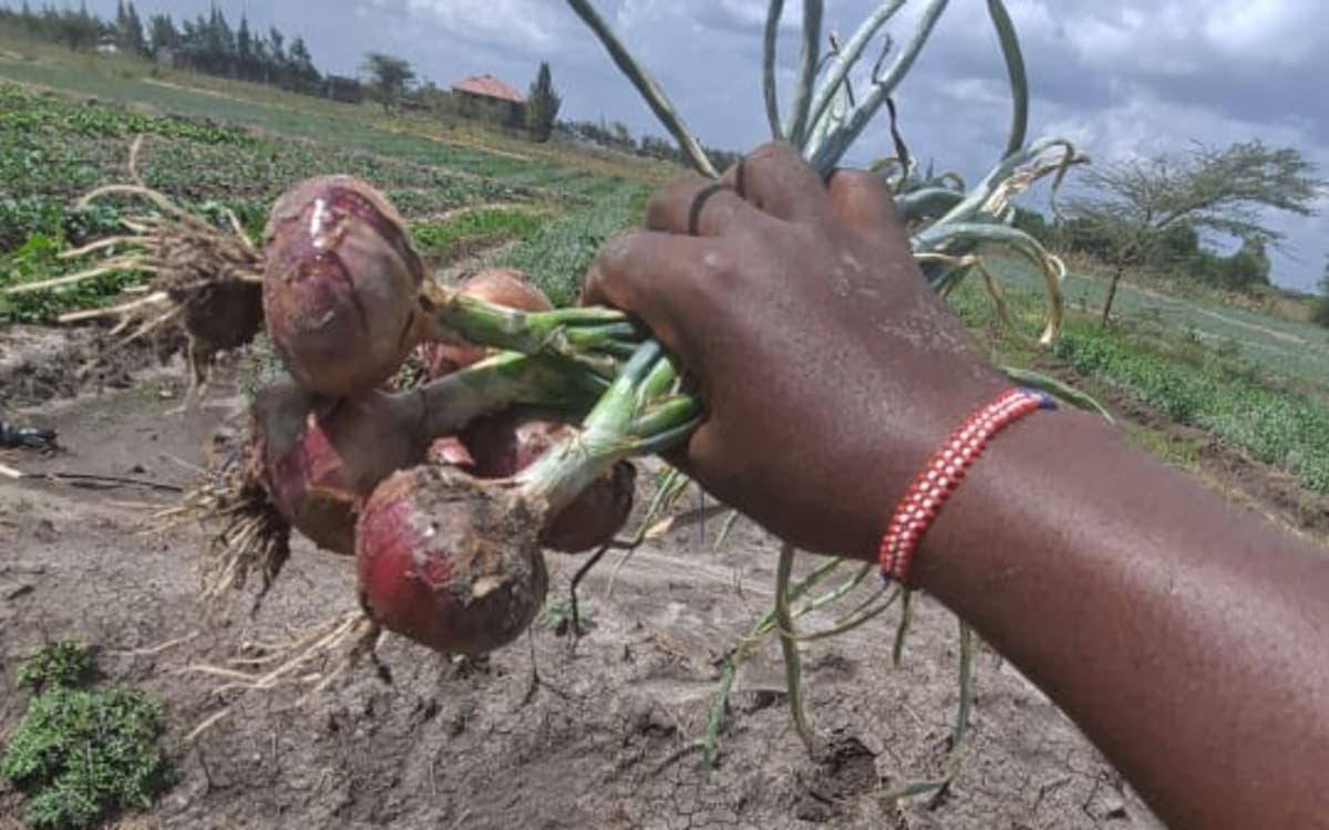 Fresh onions