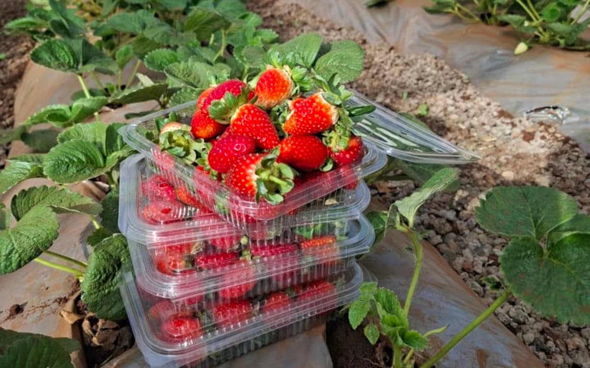 Vegetables and Strawberry seedlings