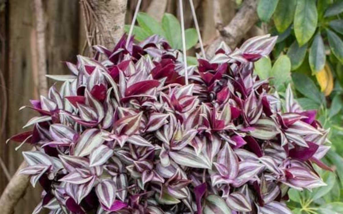 Flower seedlings, vases, gardening and landscaping