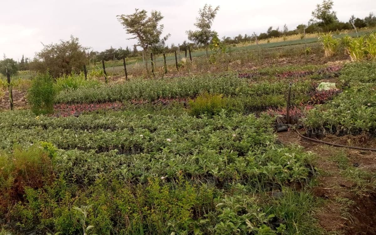 Seedlings