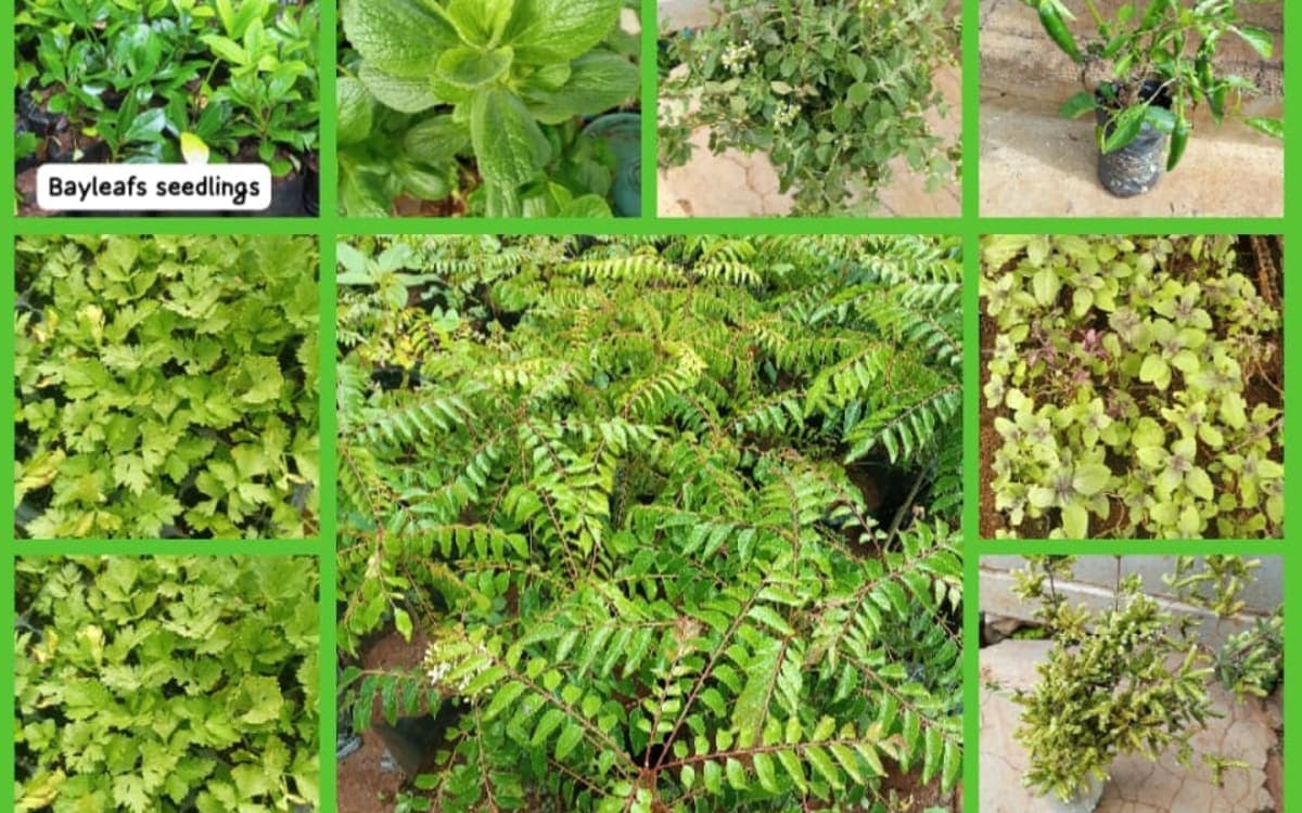 herbs plant,fruit Seedlings,veg seedling,flowers seedling