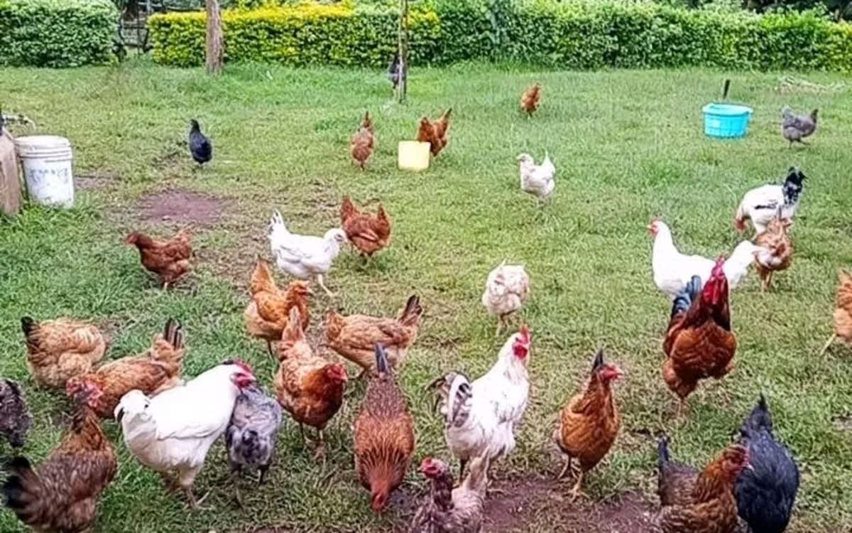 Poultry