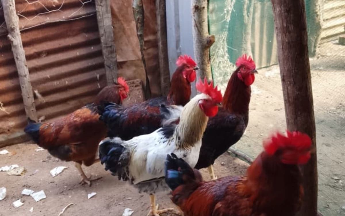 F1 rainbow roosters