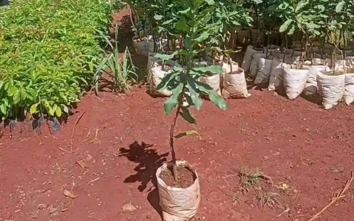 Grafted macadamia nuts seedlings available in bulk