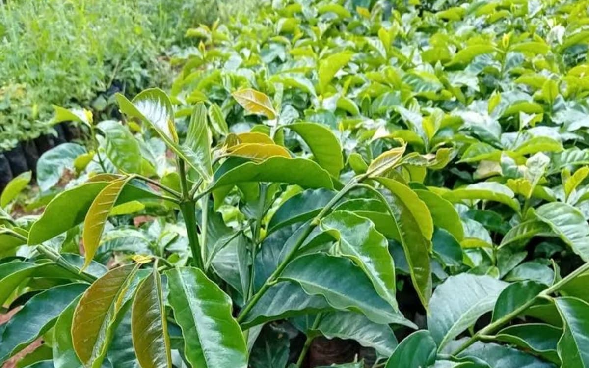 Grafted ruiru 11coffe