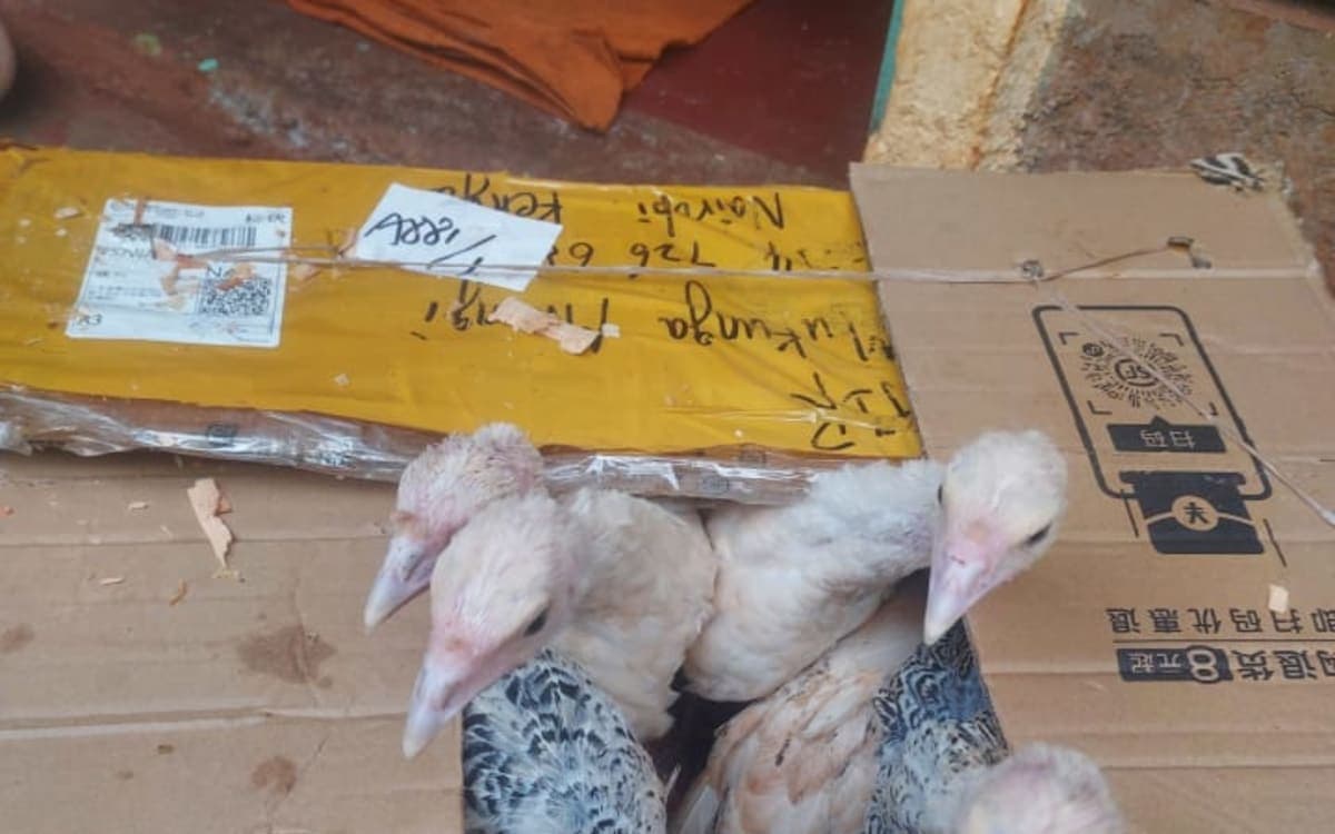Poultry