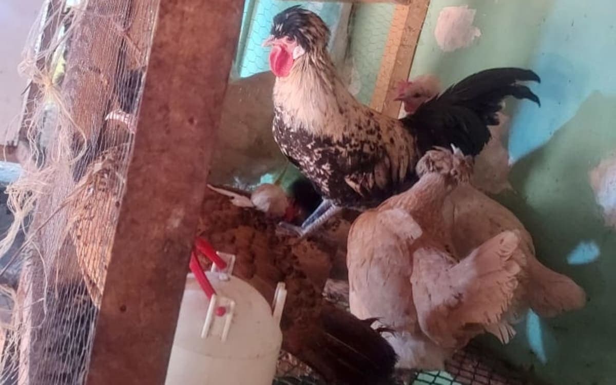 Brahma,silkies,polish,orpington,australop,swesish flower,turkey,kanga,
