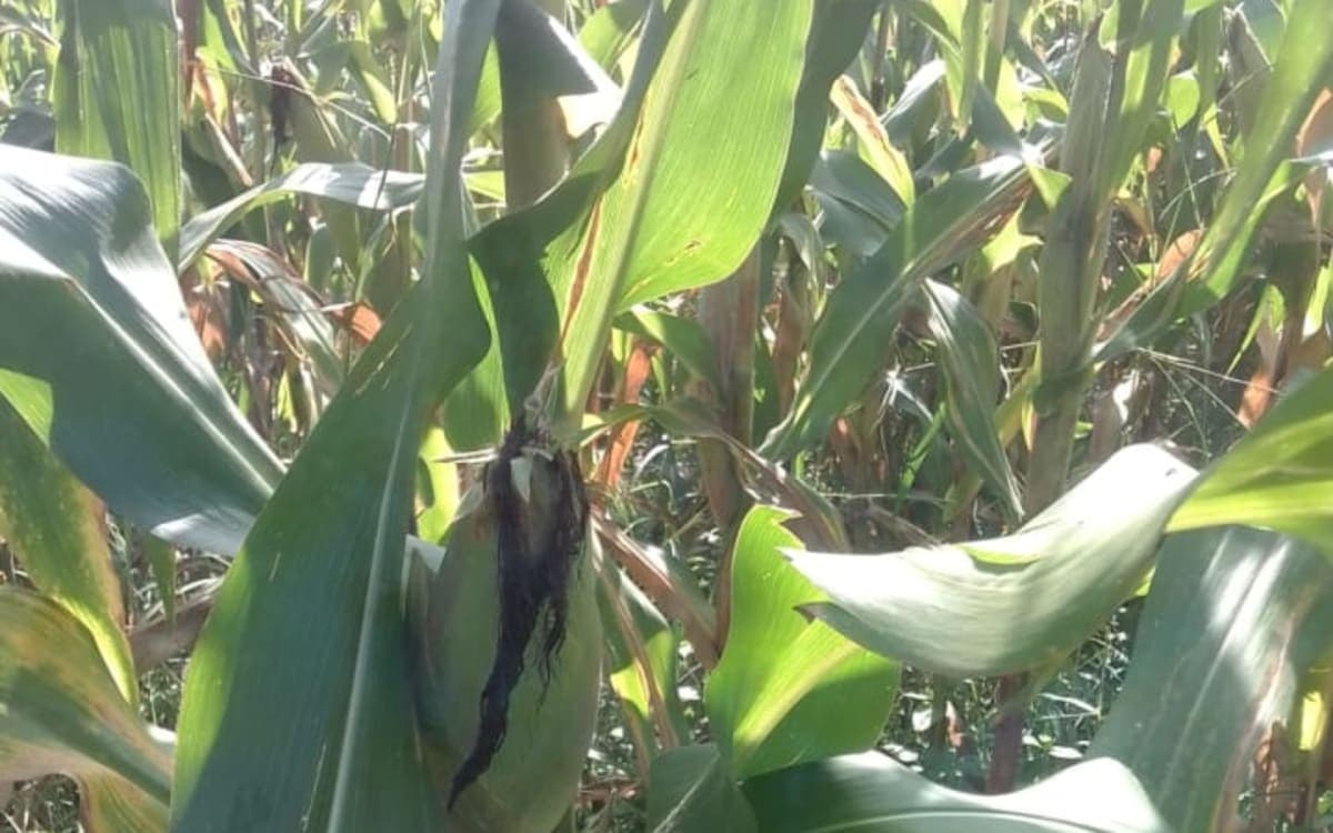 DRY MAIZE IN 90KG