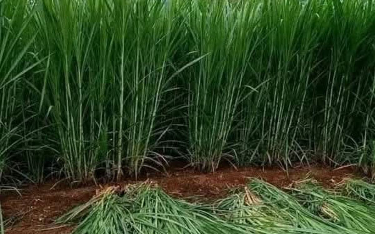Juncao nappier cuttings