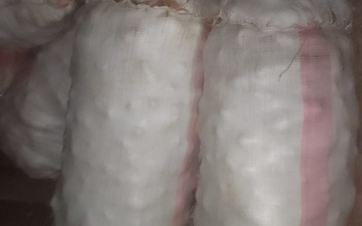 Fresh Unica Potatoes ,sorted and packed