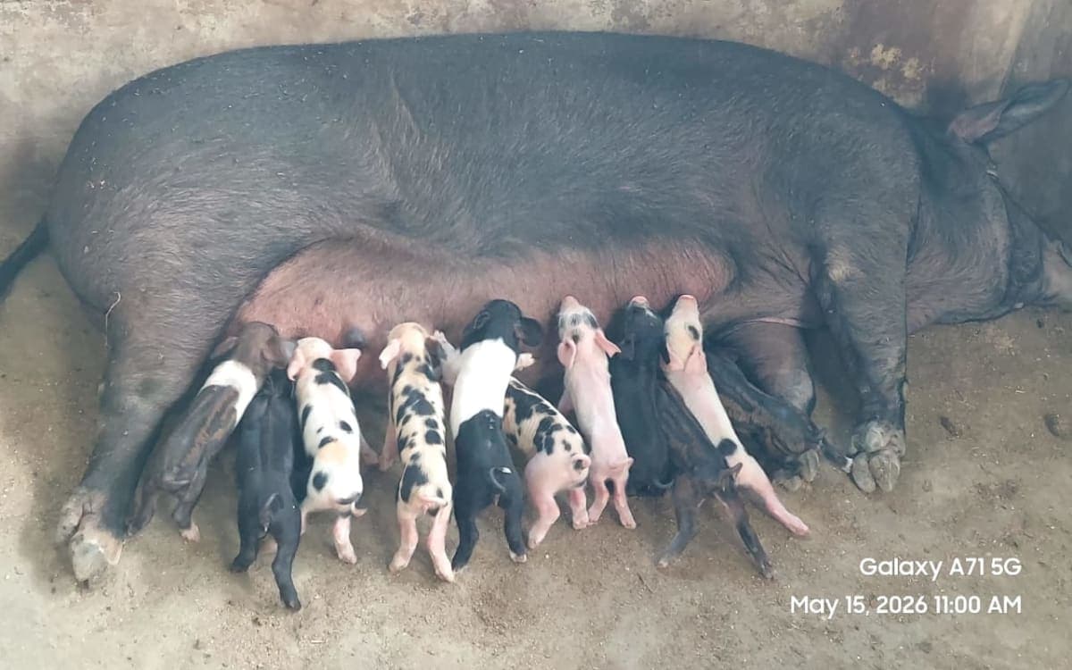 Pig