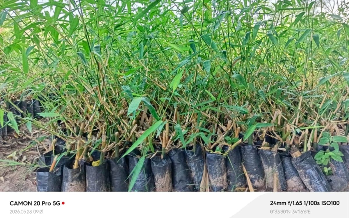 Bamboo seedlings