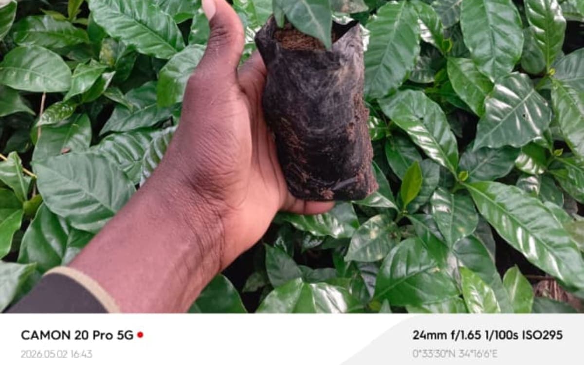 Coffee seedlings