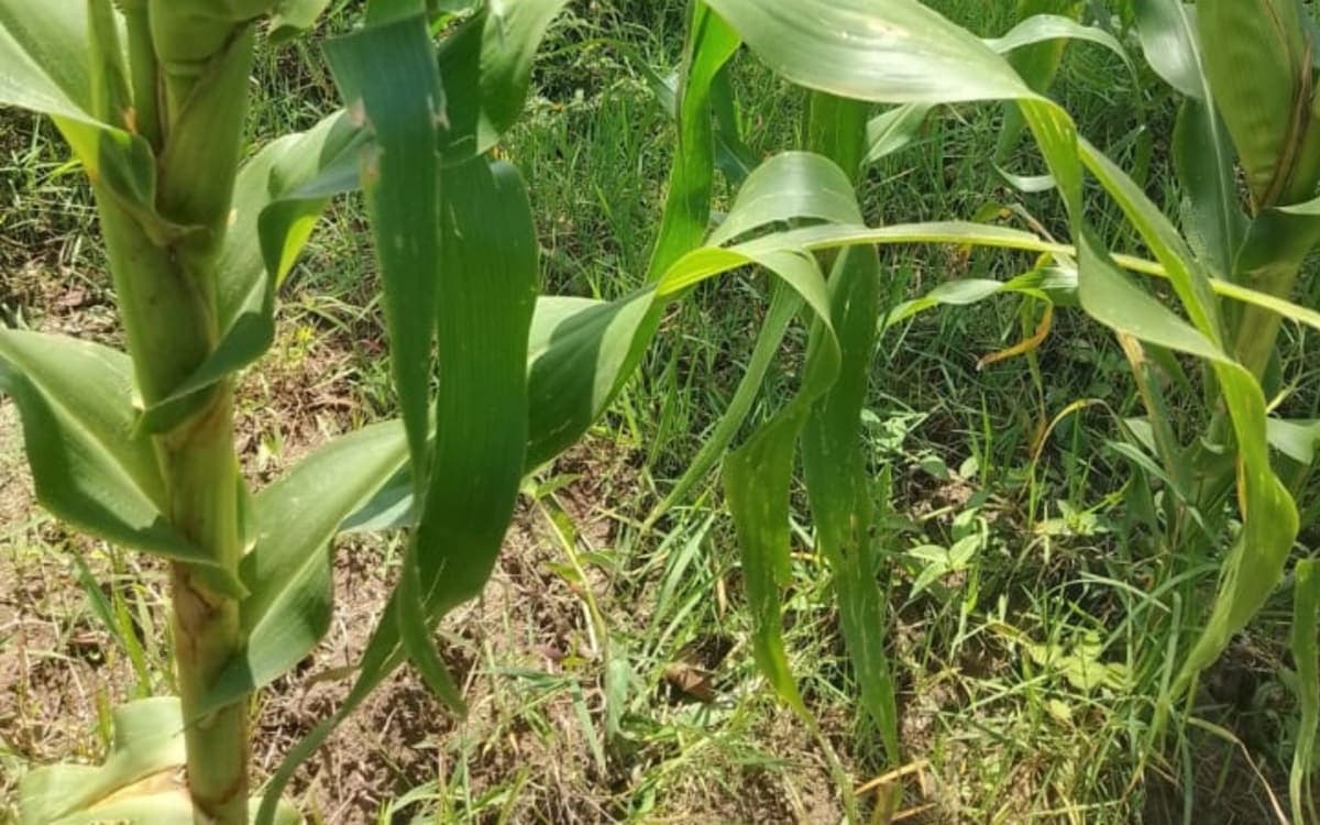 Green fresh maize