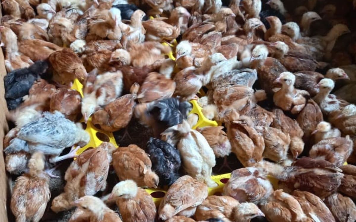Chicks and mature chicken