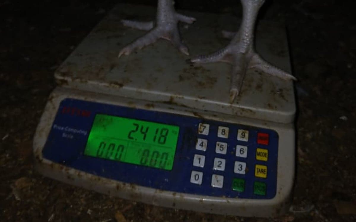 Poultry- broilers