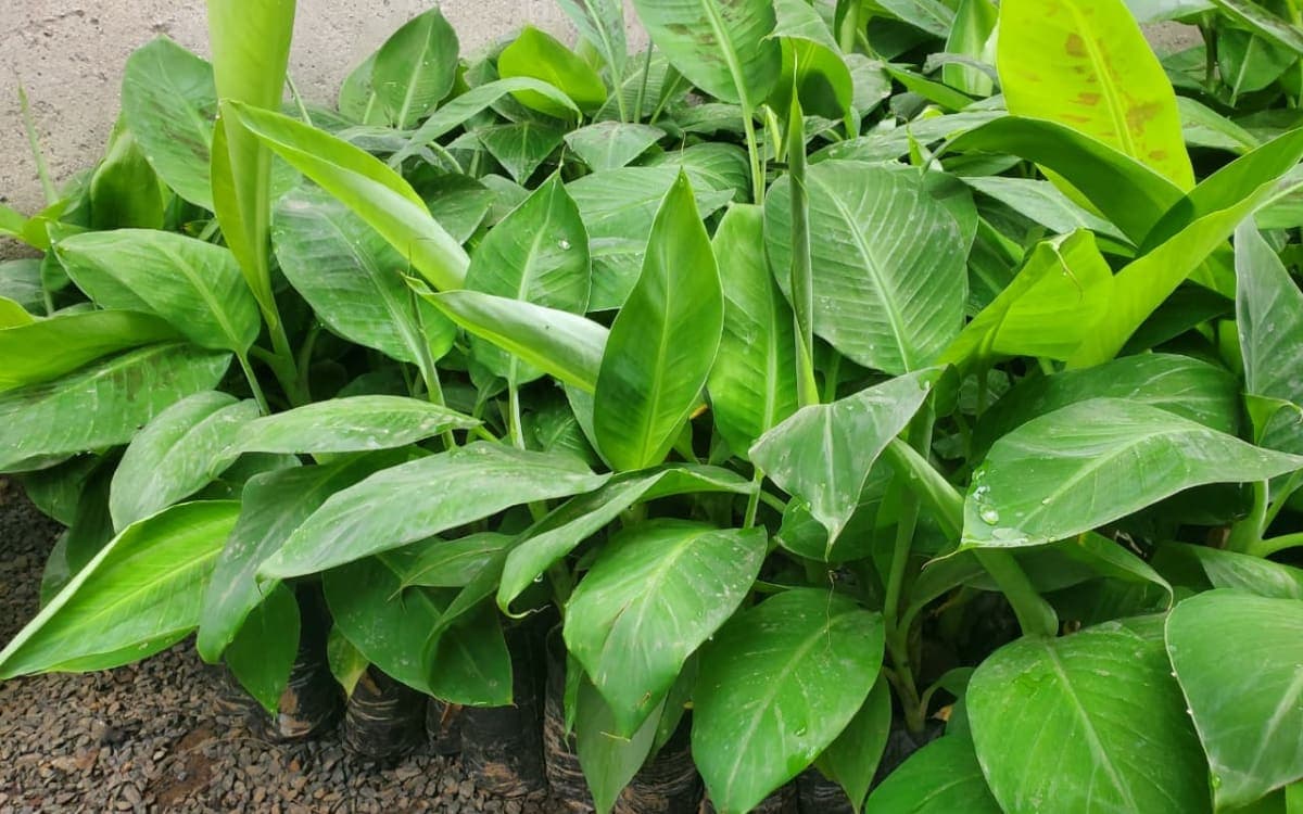Healthy banana seedlings