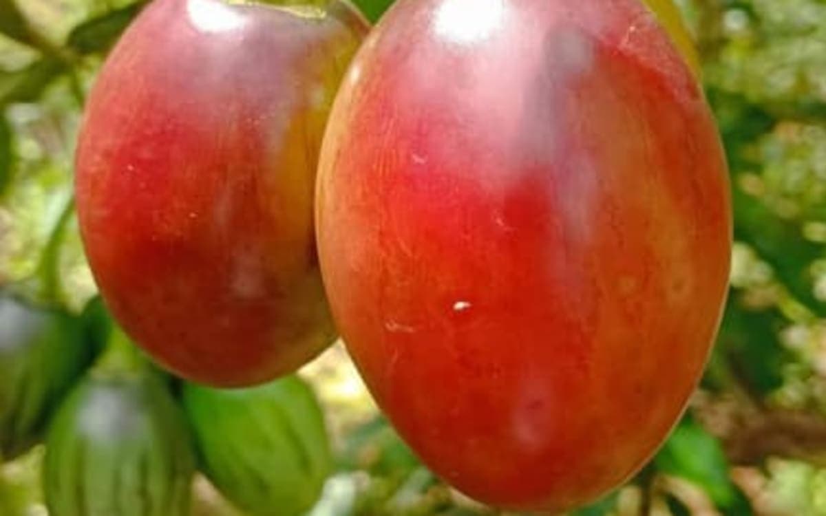Tree Tomato/ Matunda Damu Seedlings
