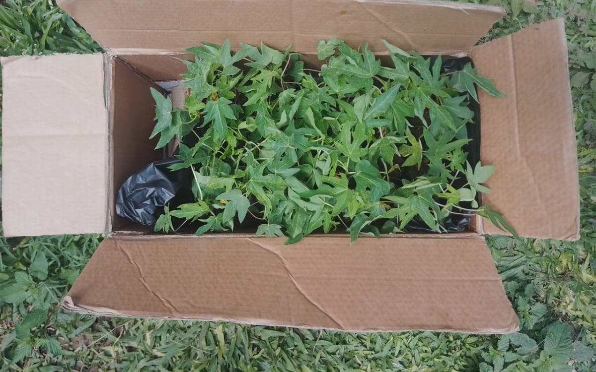 Dwarf Pawpaw Seedlings