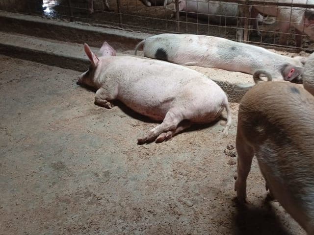 Live Pigs 80kg+