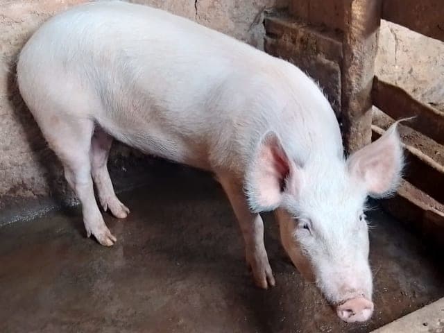 Pig