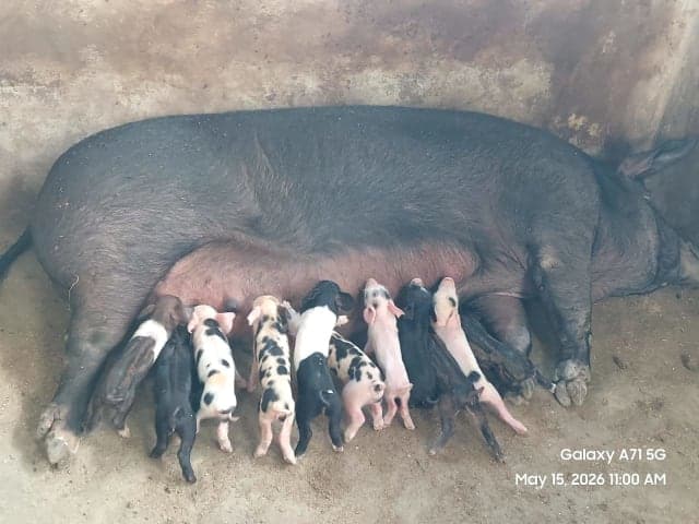 Pig