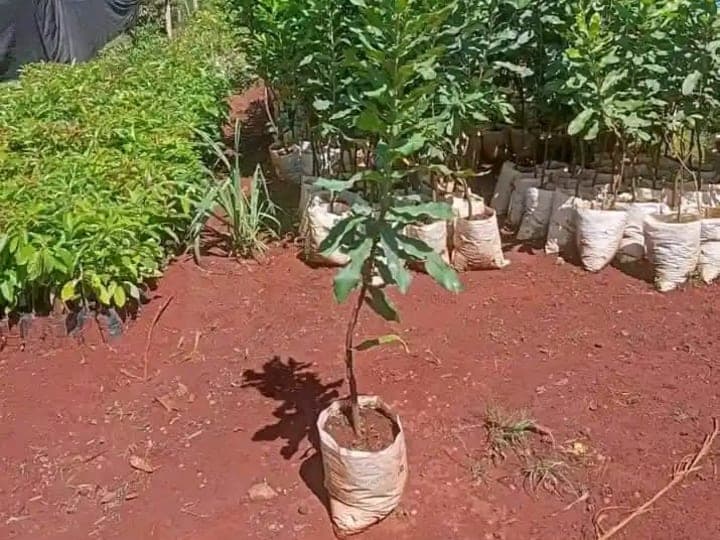 Grafted macadamia nuts seedlings available in bulk