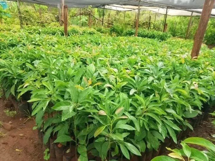 Grafted golden Hass avocado