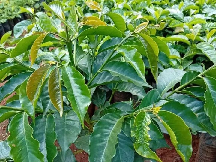 Grafted ruiru 11coffe