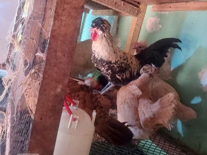 Brahma,silkies,polish,orpington,australop,swesish flower,turkey,kanga,