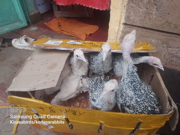 Kisasa birds
