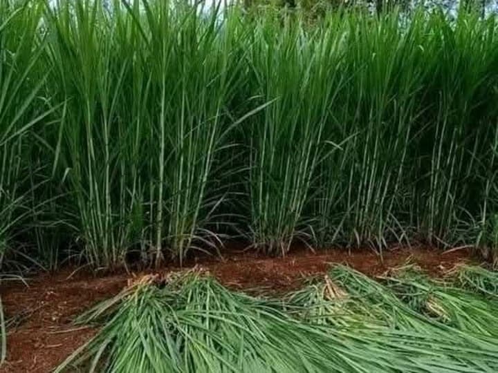 Juncao nappier cuttings