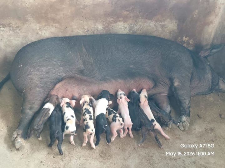 Pig