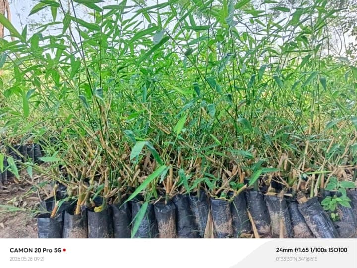 Bamboo seedlings