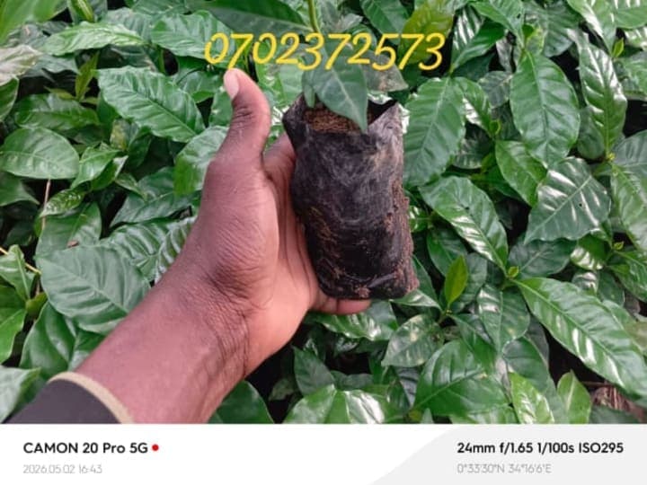 Coffee seedlings