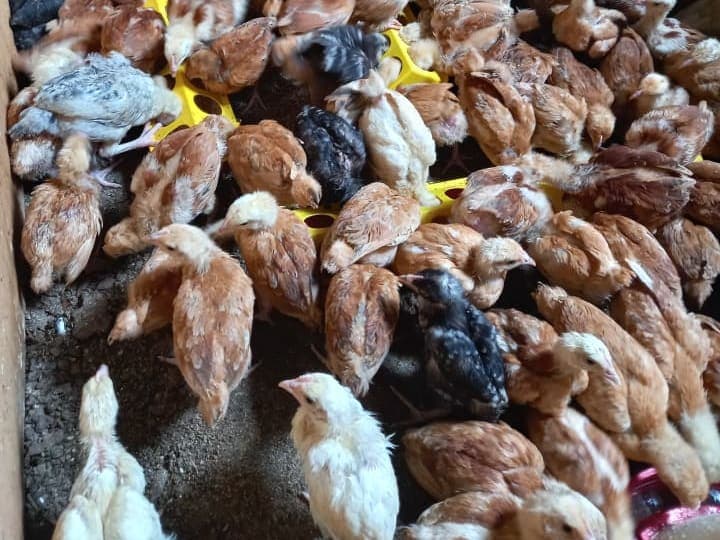 Chicks and mature chicken