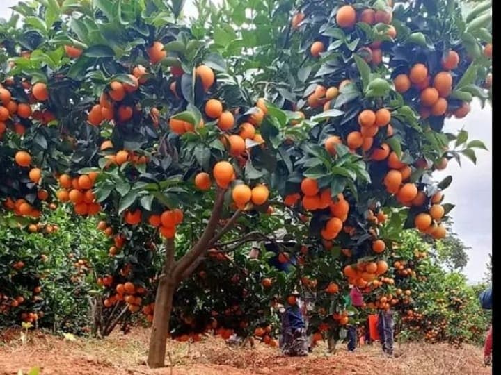 Pixie Fruits