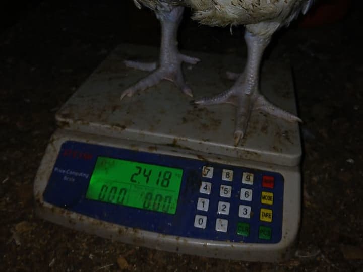 Poultry- broilers