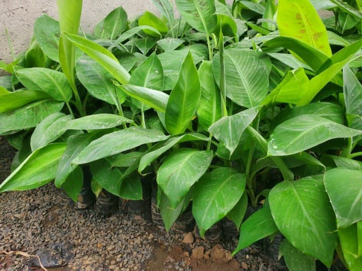 Healthy banana seedlings