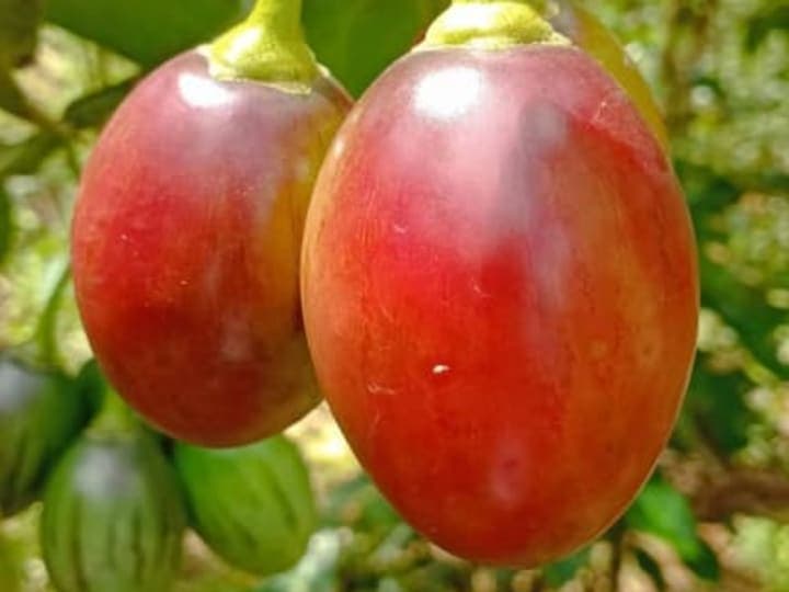 Tree Tomato/ Matunda Damu Seedlings
