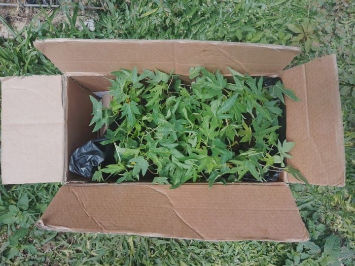 Dwarf Pawpaw Seedlings